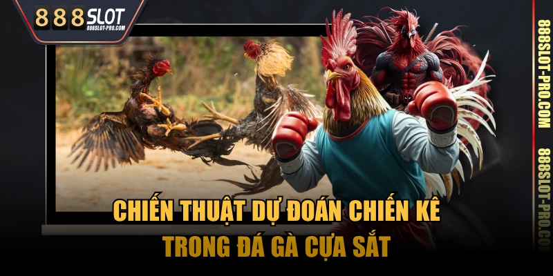 Chiến thuật dự đoán chiến kê trong đá gà cựa sắt