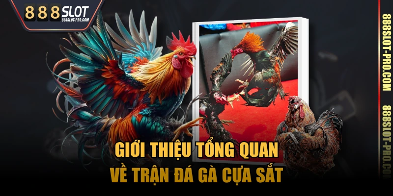 Giới thiệu tổng quan về trận đá gà cựa sắt