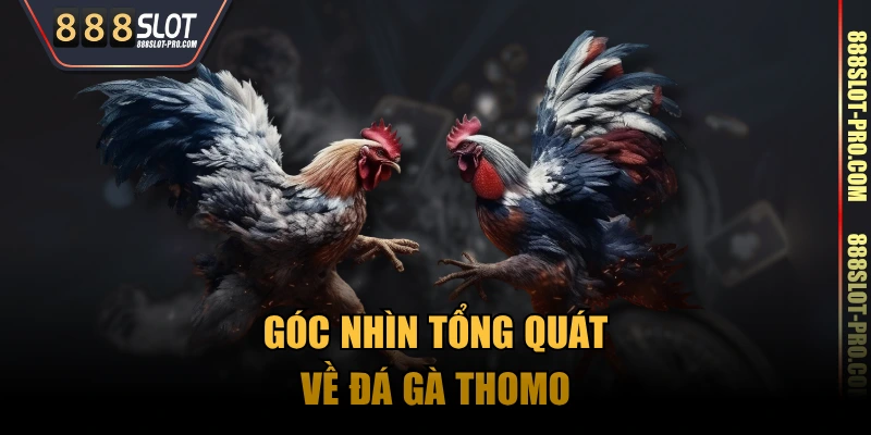 Góc nhìn tổng quát về đá gà Thomo