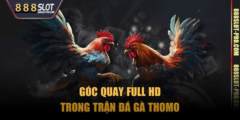 Góc quay Full HD trong trận đá gà Thomo